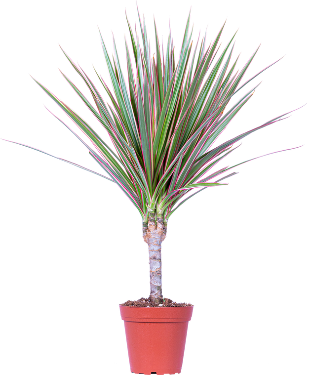 dracaena marginata tricolor for sale Dracaena Marginata Tricolor on Cane | Dragon Tree | 4" Pot | Easy Care Houseplant