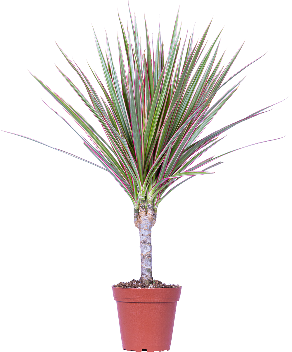 Dracaena Marginata Tricolor on Cane | Dragon Tree (S)