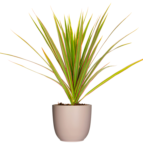 Dracaena Marginata Tricolor | Dragon Tree | 4" Pot | Easy Care Houseplant |  Plantsome