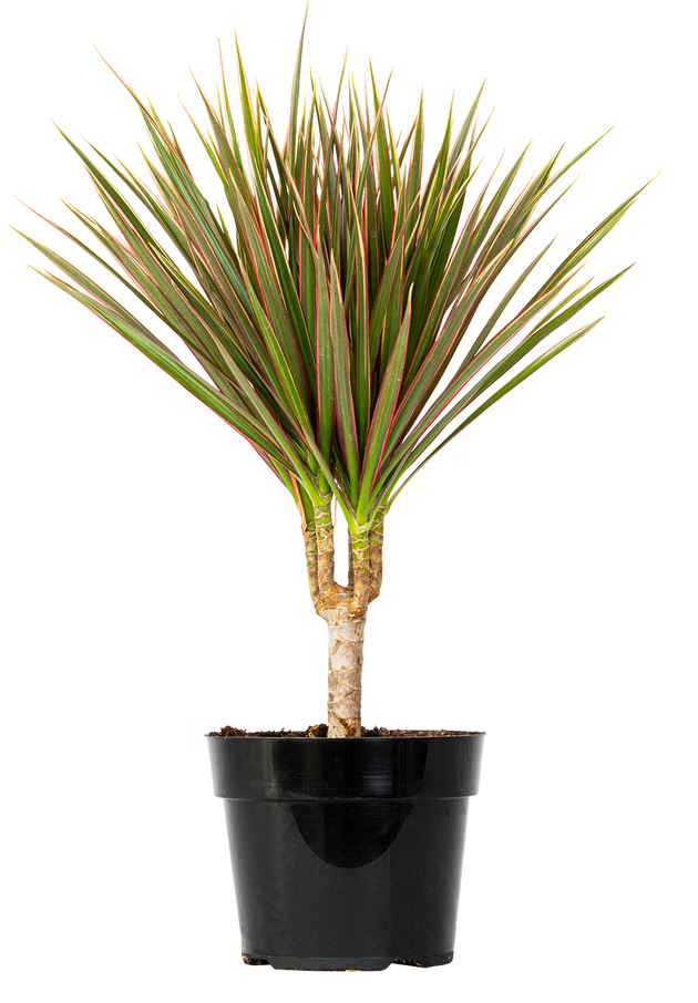 dracaena tricolor care Dracaena Marginata Tricolor | Dragon Tree | 6" Pot | Easy Care Houseplant