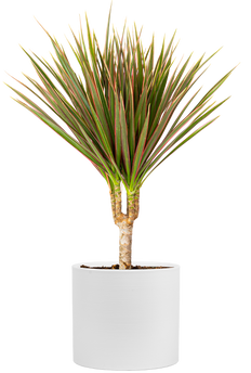 Dracaena Marginata Tricolor | Dragon Tree (M)
