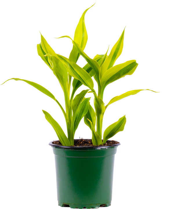 Dracaena Sanderiana | Ribbon Plant (S)