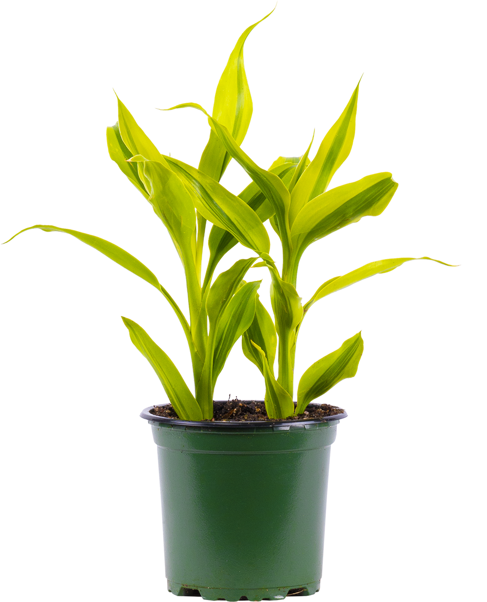 ribbon plant dracaena sanderiana Dracaena Sanderiana | Ribbon Plant | 4" Pot | Easy Care Houseplant