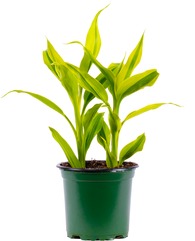 dracaena sanderiana care in water Dracaena Sanderiana | Ribbon Plant | 4" Pot | Easy Care Houseplant
