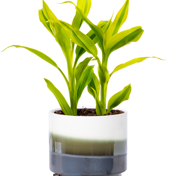 ribbon plant dracaena Dracaena Sanderiana | Ribbon Plant | 4" Pot | Easy Care Houseplant