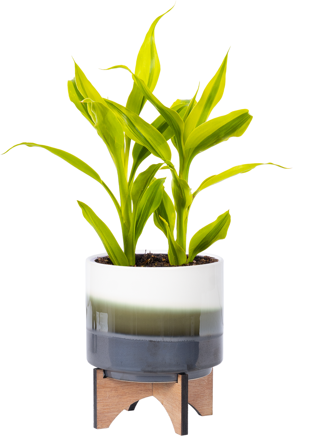 ribbon plant dracaena Dracaena Sanderiana | Ribbon Plant | 4" Pot | Easy Care Houseplant