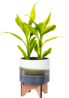 Dracaena Sanderiana | Ribbon Plant (S)