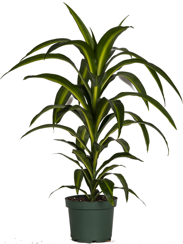 dracaena hawaiian plant Dracaena Hawaiian Sunshine Bush | 8" Pot | Easy Care Houseplant