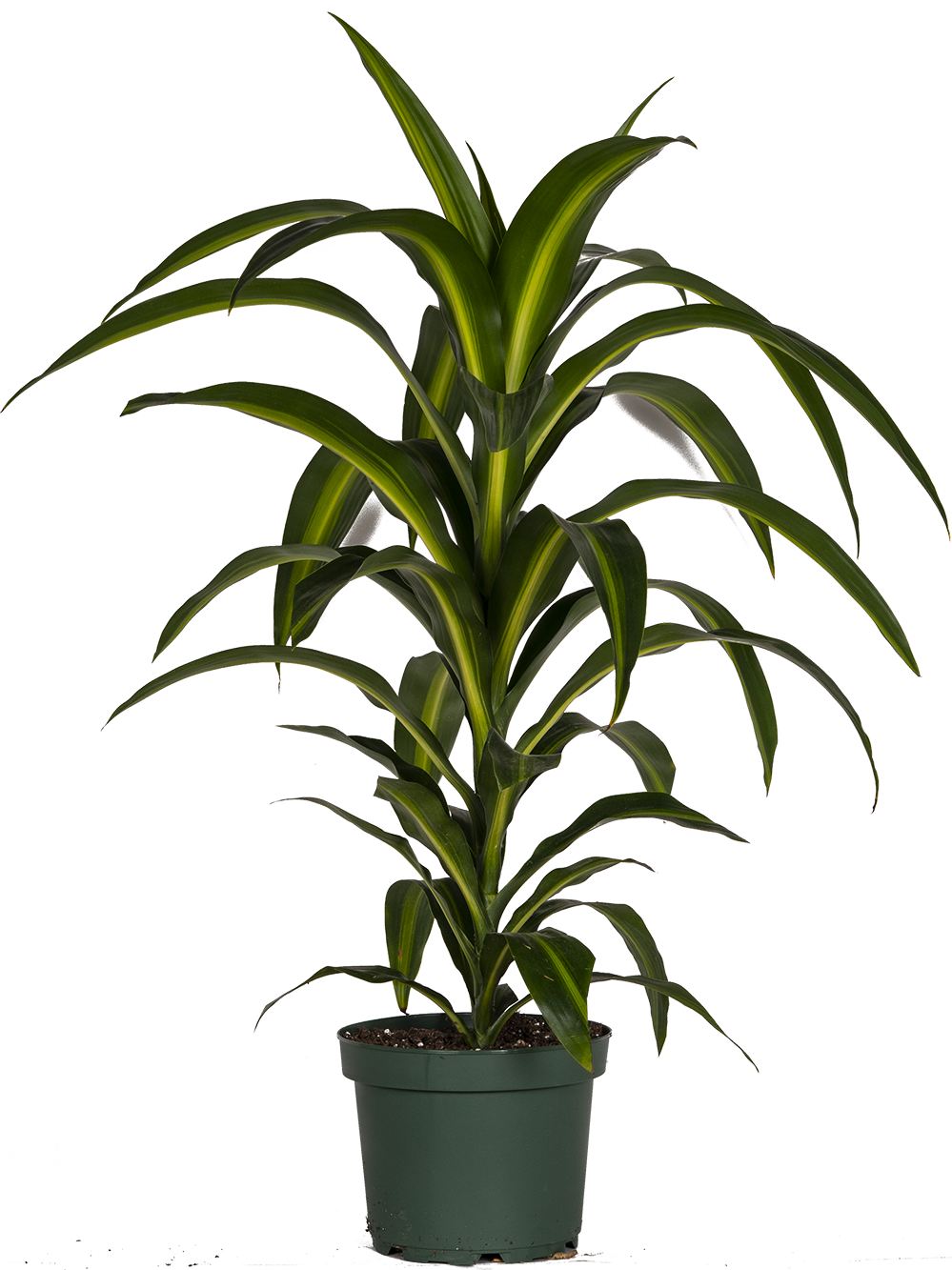 Dracaena Hawaiian Sunshine Bush (L)