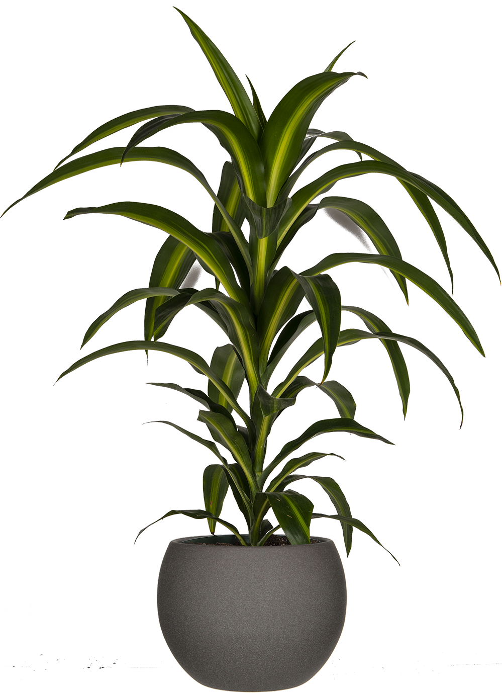 dracaena hawaiian sunshine bush Dracaena Hawaiian Sunshine Bush | 8" Pot | Easy Care Houseplant