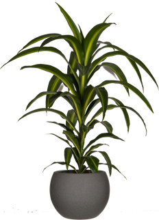 Dracaena Hawaiian Sunshine Bush (L)
