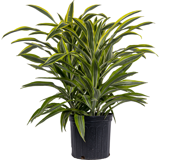 Dracaena Lemon Lime (XL)