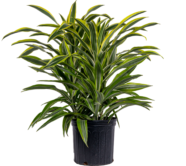 calathea erde oder substrat Calathea- & Maranta-Substrat – feuchtigkeitsstabile Mischung für  Gebetspflanzen