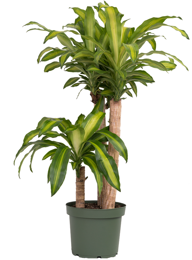 dracaena fragrans fruit edible Dracaena Fragrans | Mass Cane | 10" Pot | Easy Care Houseplant