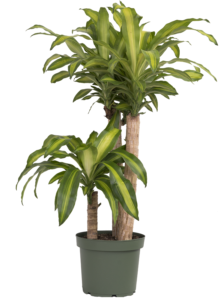 Dracaena Fragrans | Mass Cane Multi Stem (XL)