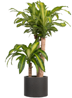 Dracaena Fragrans | Mass Cane Multi Stem (XL)