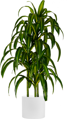 Dracaena Hawaiian Sunshine Cane (XL)
