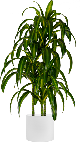 Dracaena Hawaiian Sunshine Cane | 10