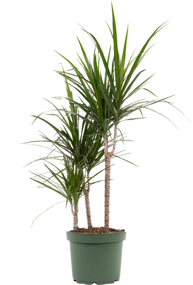 dracaena canada Dracaena Marginata Dragon Tree | 10" Pot | Easy Care Houseplant