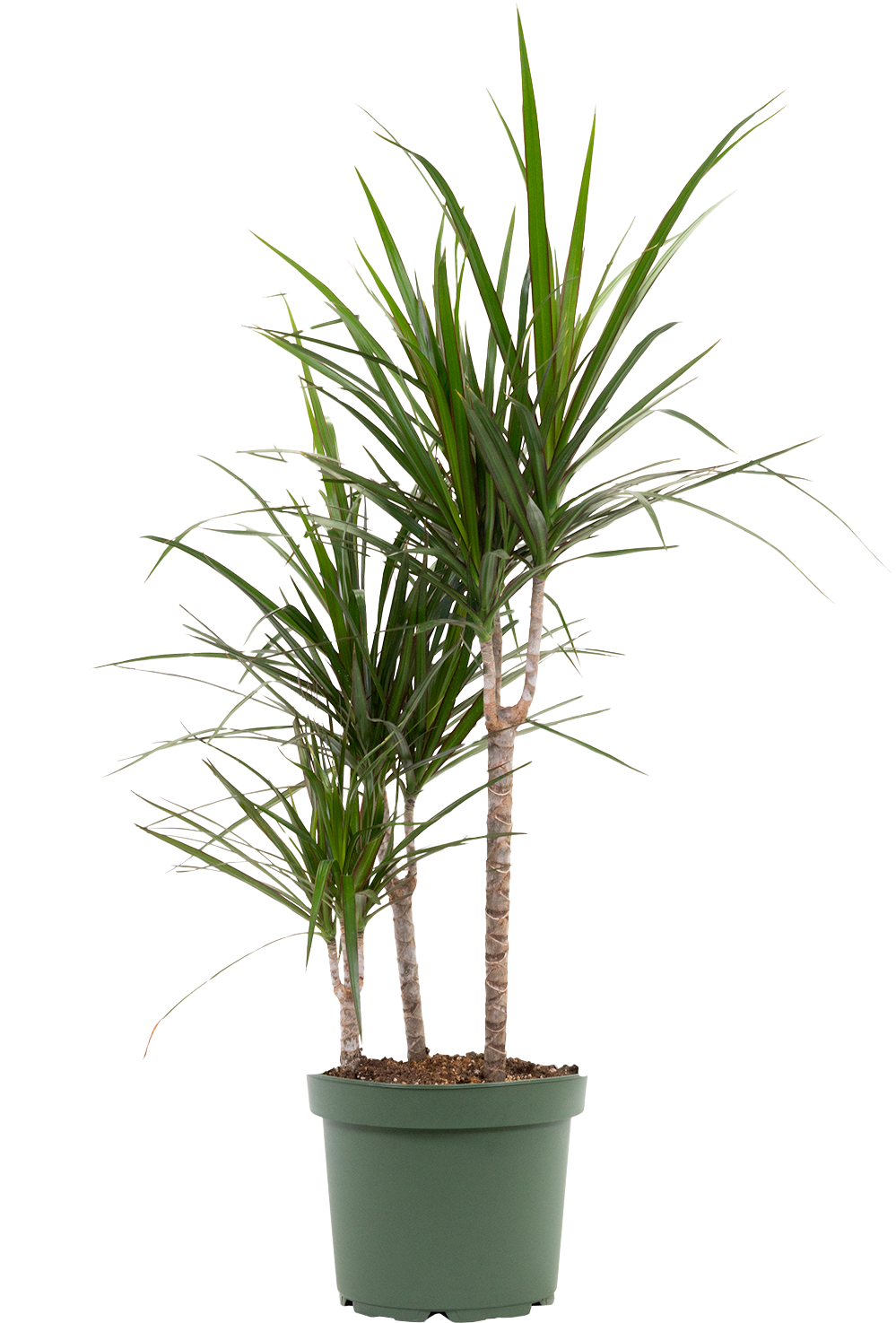 Dracaena Marginata Dragon Tree (XL)