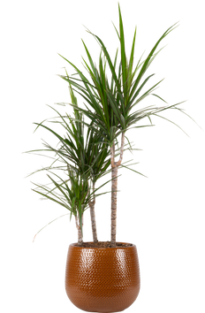Dracaena Marginata Dragon Tree (XL)
