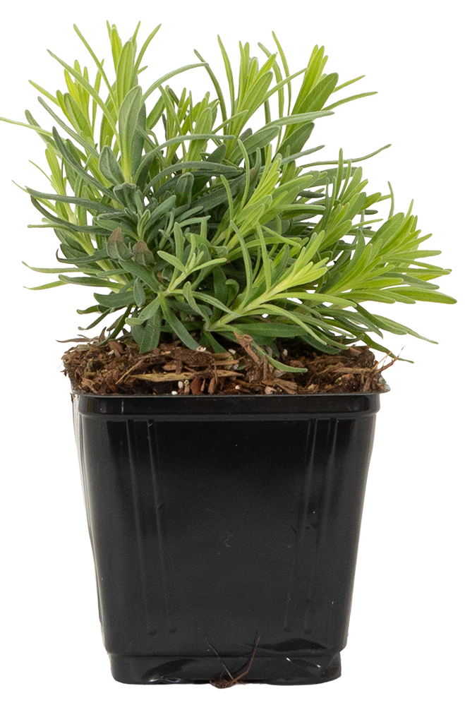 Lavandula Angustifolia | English Lavender (S)