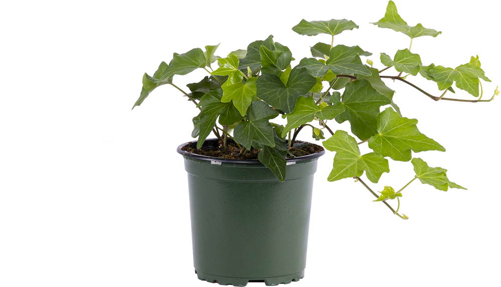 Hedera (S) | Green Ivy