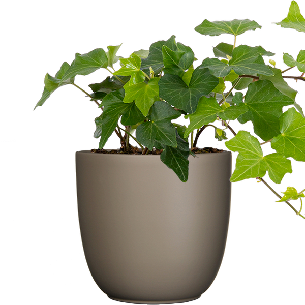 English Ivy Care 101: Water, Light & Growing Tips