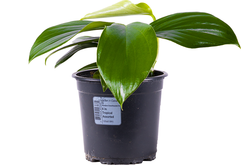 Rhaphidophora Decursiva | Dragons Tail (M)