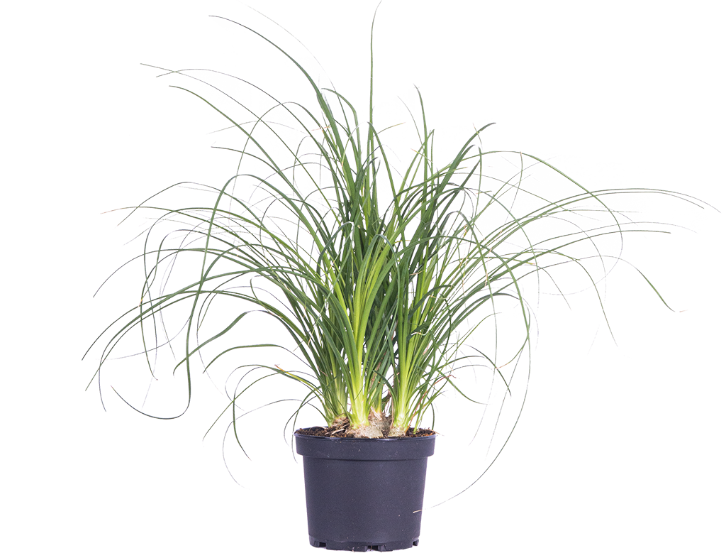Ponytail Palm | Beaucarnea (M)