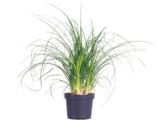 is ponytail palm fruit edible Ponytail Palm | Beaucarnea | 6