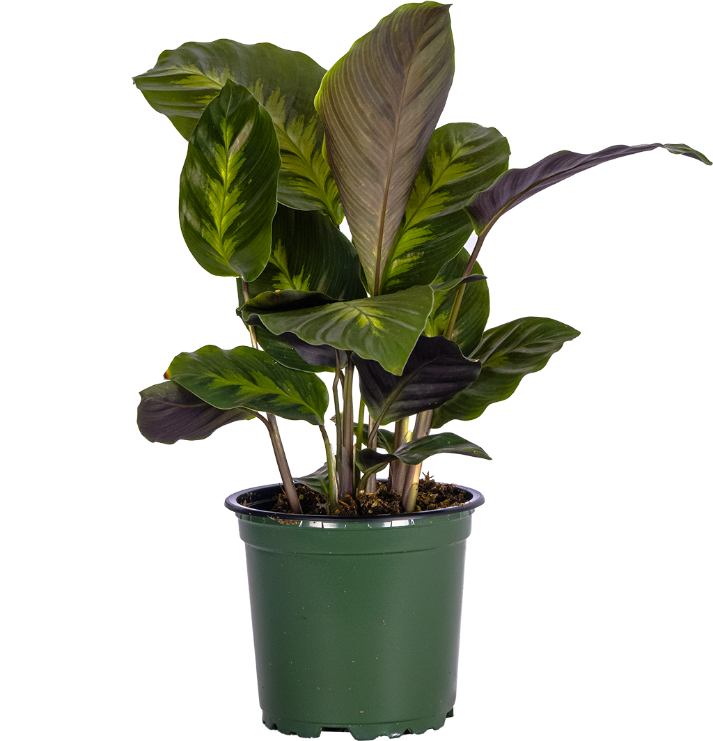 Calathea Misto (S)