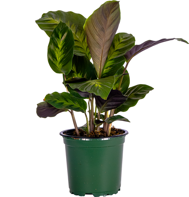 Calathea Misto | 4
