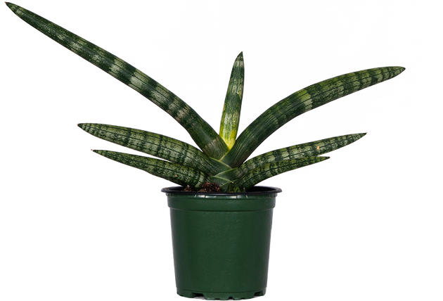 boncel snake plant Sansevieria Boncel | Snake Plant | 4" Pot | Easy Care Houseplant