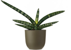 Sansevieria Boncel | Snake Plant (S)