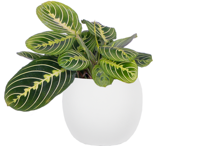 Maranta Leuconeura | Lemon Lime Prayer Plant (S)