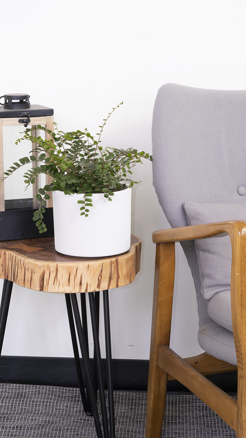 inspiratie