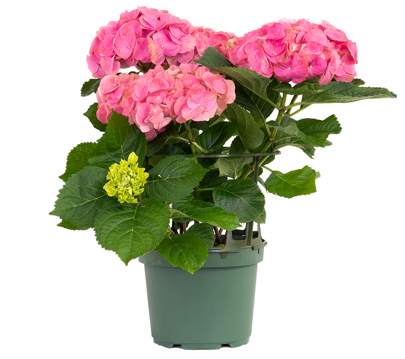 Hydrangea Macrophylla Pink | Mophead Hydrangea (L)