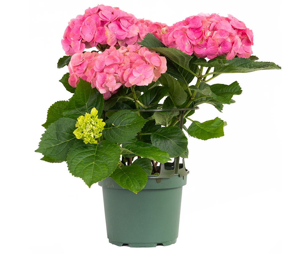 Hydrangea Macrophylla Pink | Mophead Hydrangea (L)