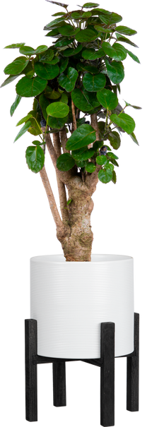 Polyscias Fabian | Aralia stump (M)