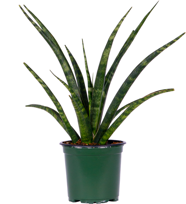 fernwood sansevieria care Sansevieria Fernwood | 4" Pot | Easy Care Houseplant