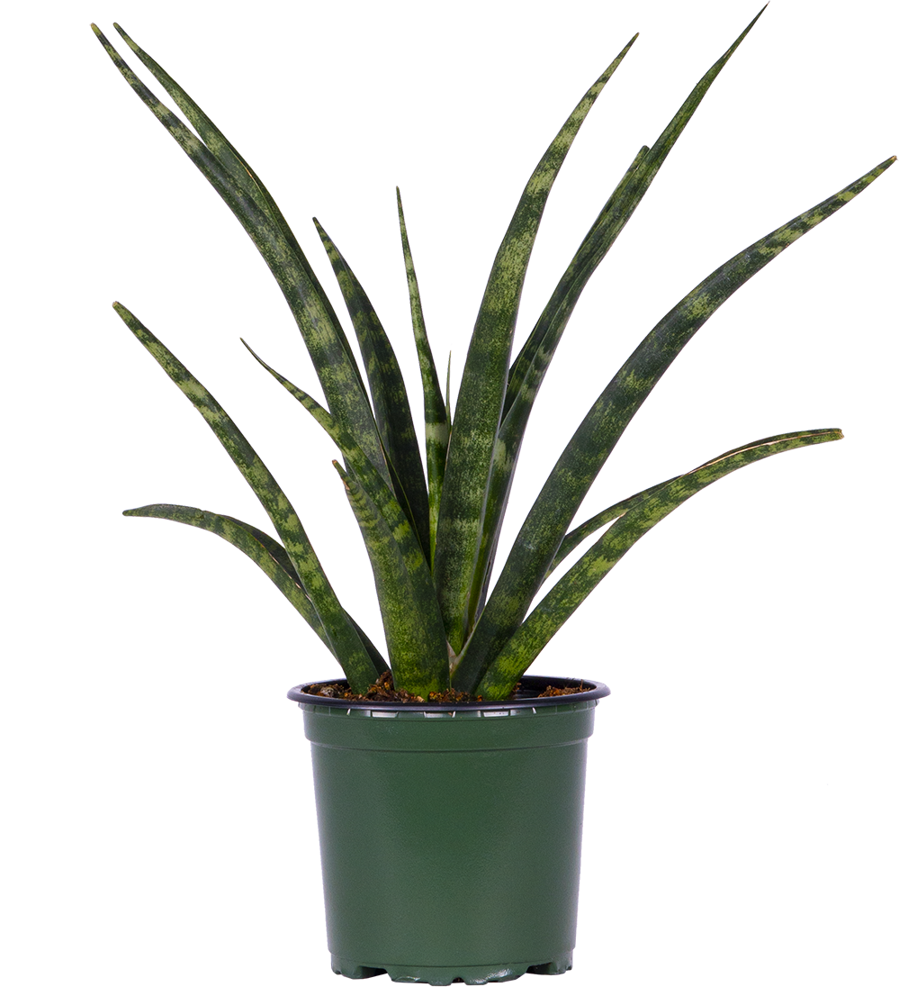 Sansevieria Fernwood (S)