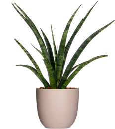 Sansevieria Fernwood (S)