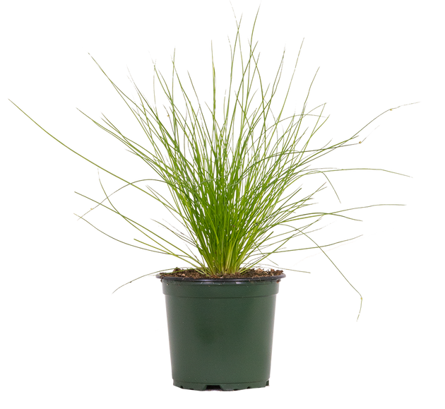 fiber optic plant indoors Isolepis Cernua | Fibre Optic Grass | 4" Pot | Easy Care Garden Plant