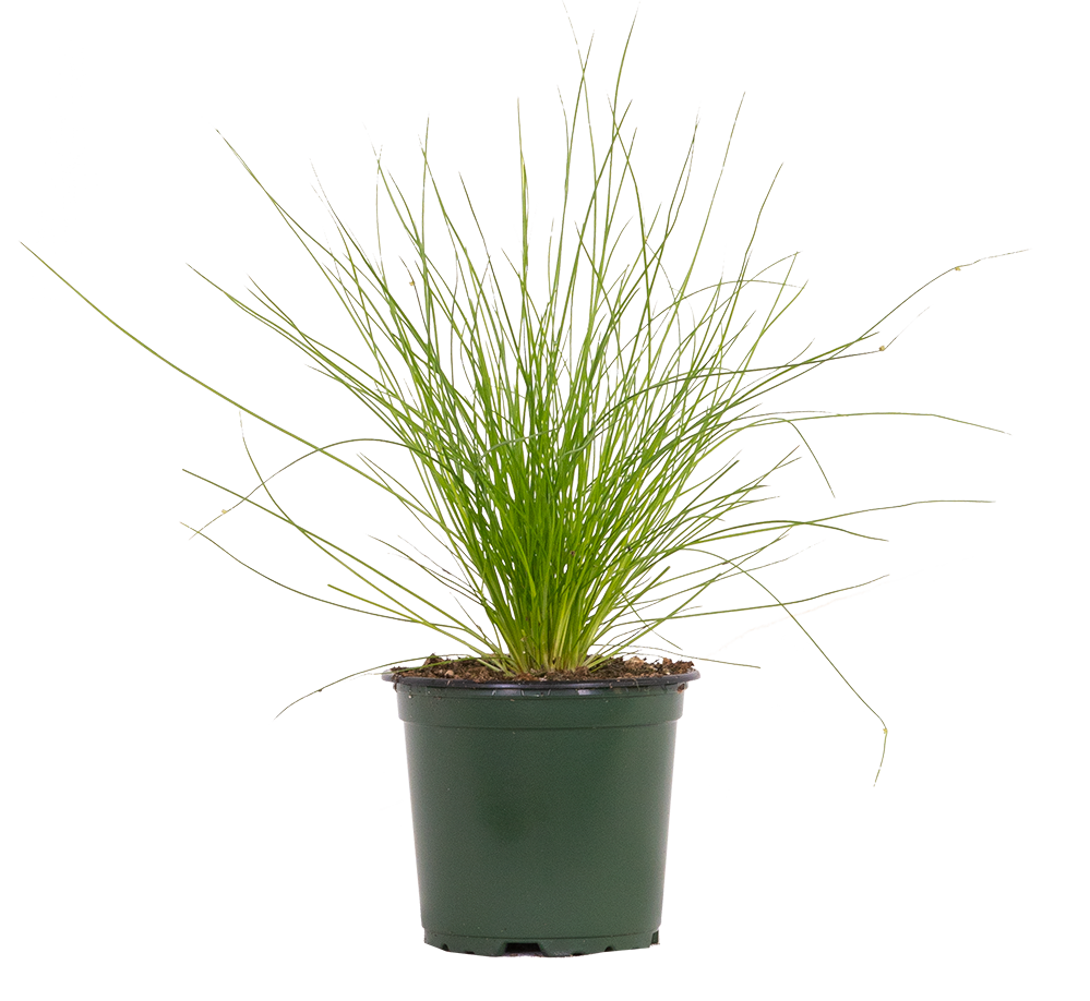 Isolepis Cernua | Fibre Optic Grass | 4