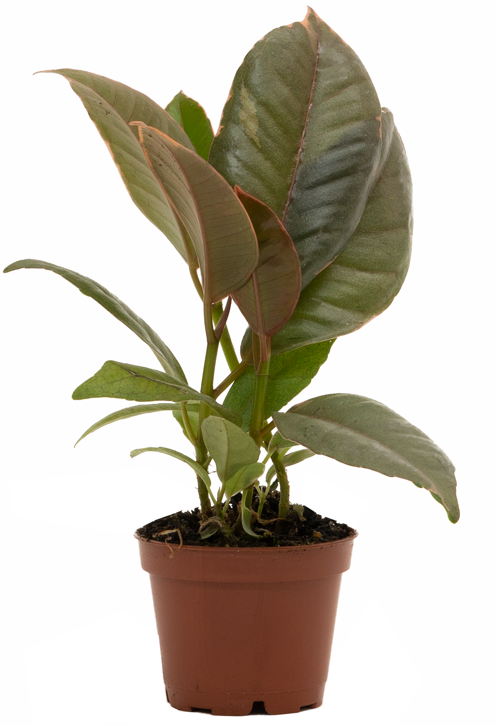Ficus Elastica Tineke | Rubber Tree (XS)