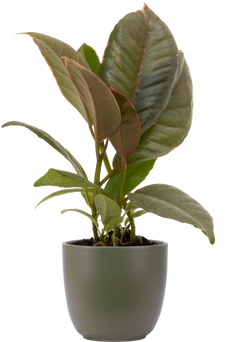 Ficus Elastica Tineke | Rubber Tree (XS)