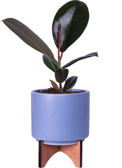 Ficus Elastica Burgundy | Rubber Tree (S)