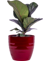 Ficus Lyrata (S) | Fiddle Leaf Fig