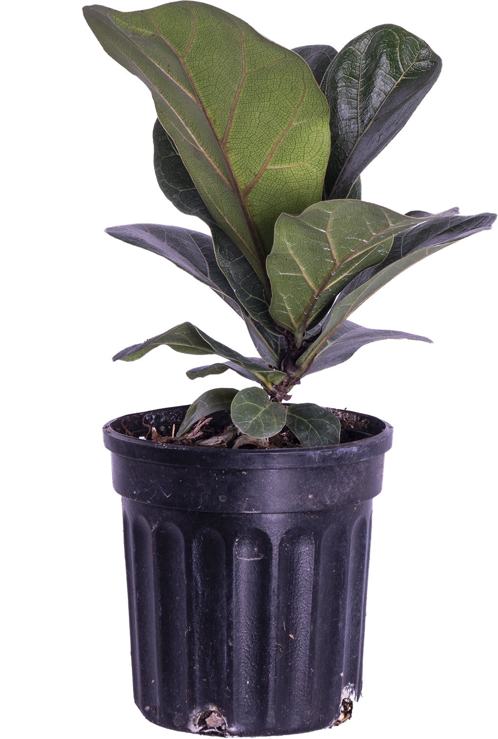 Ficus Lyrata (S) | Fiddle Leaf Fig
